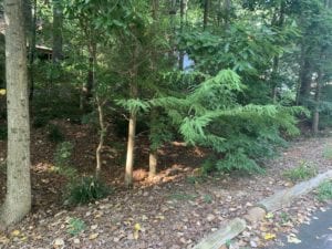 Restored native forest edge habitat