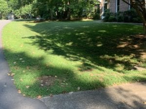 Managed lawn and minimal habitat
