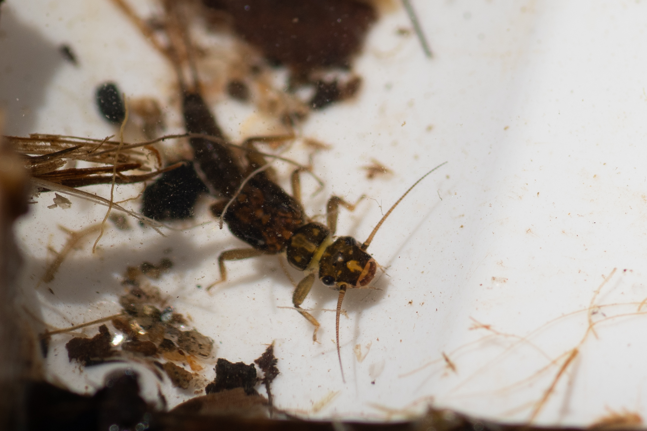 Close up image shot on Nikon 7500 - Stonefly macroinvertebrate at Mill Creek in Hiwassee, Georgia - Eco Terra