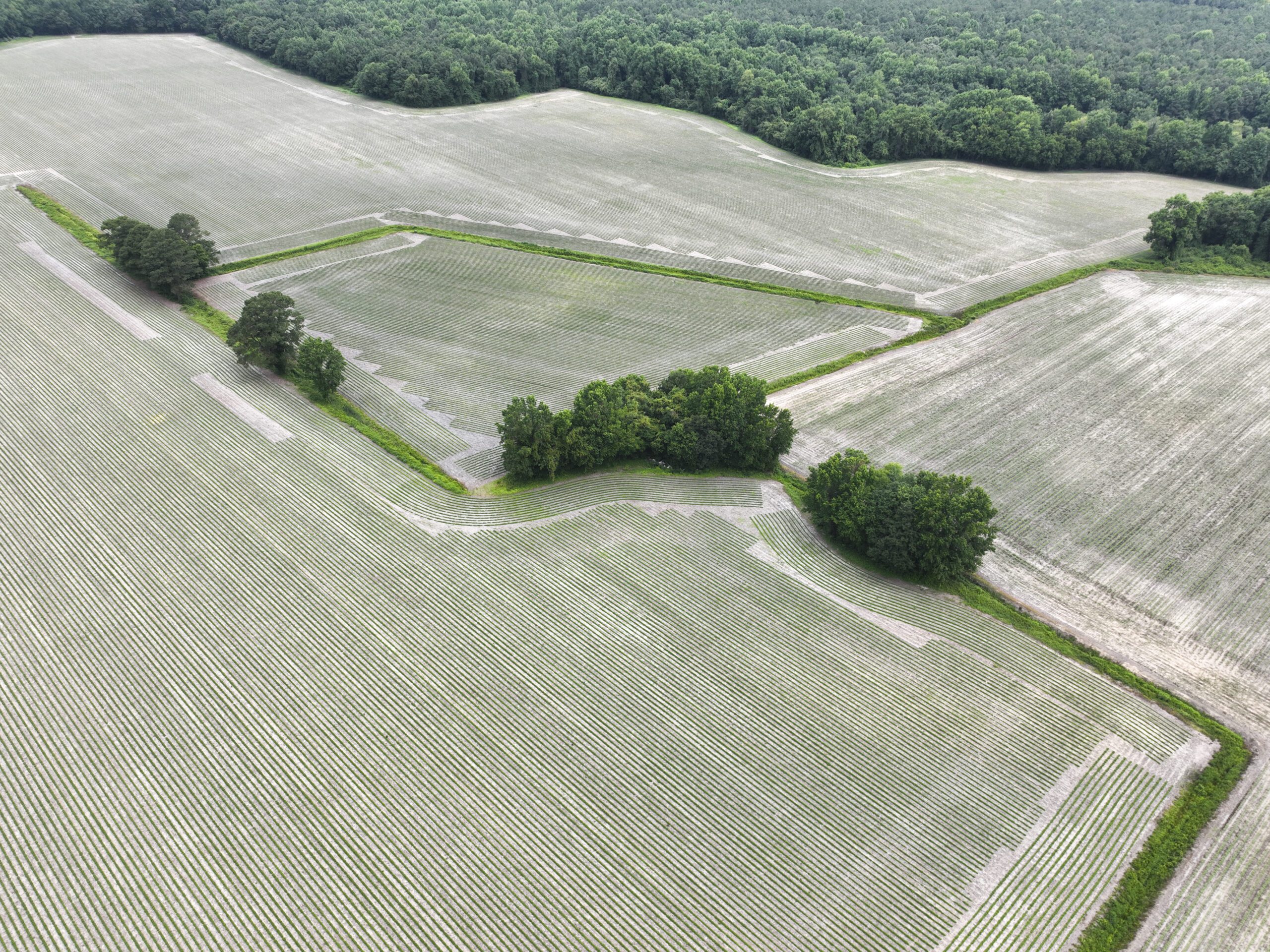 Overview drone image of Britt & Hales Riparian Buffer Mitigation Site in the Neuse river basin in North Carolina for Eco Terra