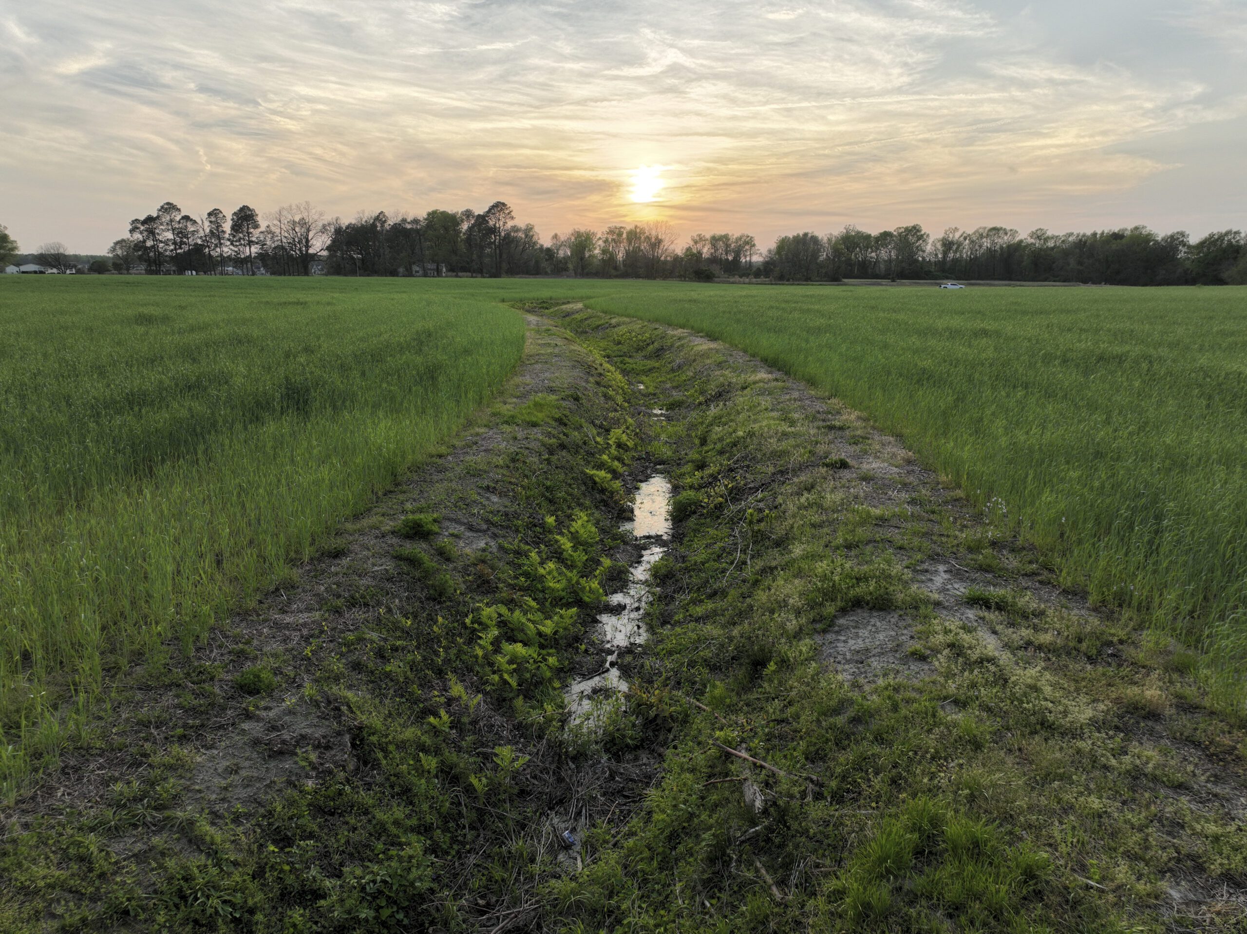 Low feature image of Little Timber Mitigation Site in the Neuse river basin in North Carolina for Eco Terra