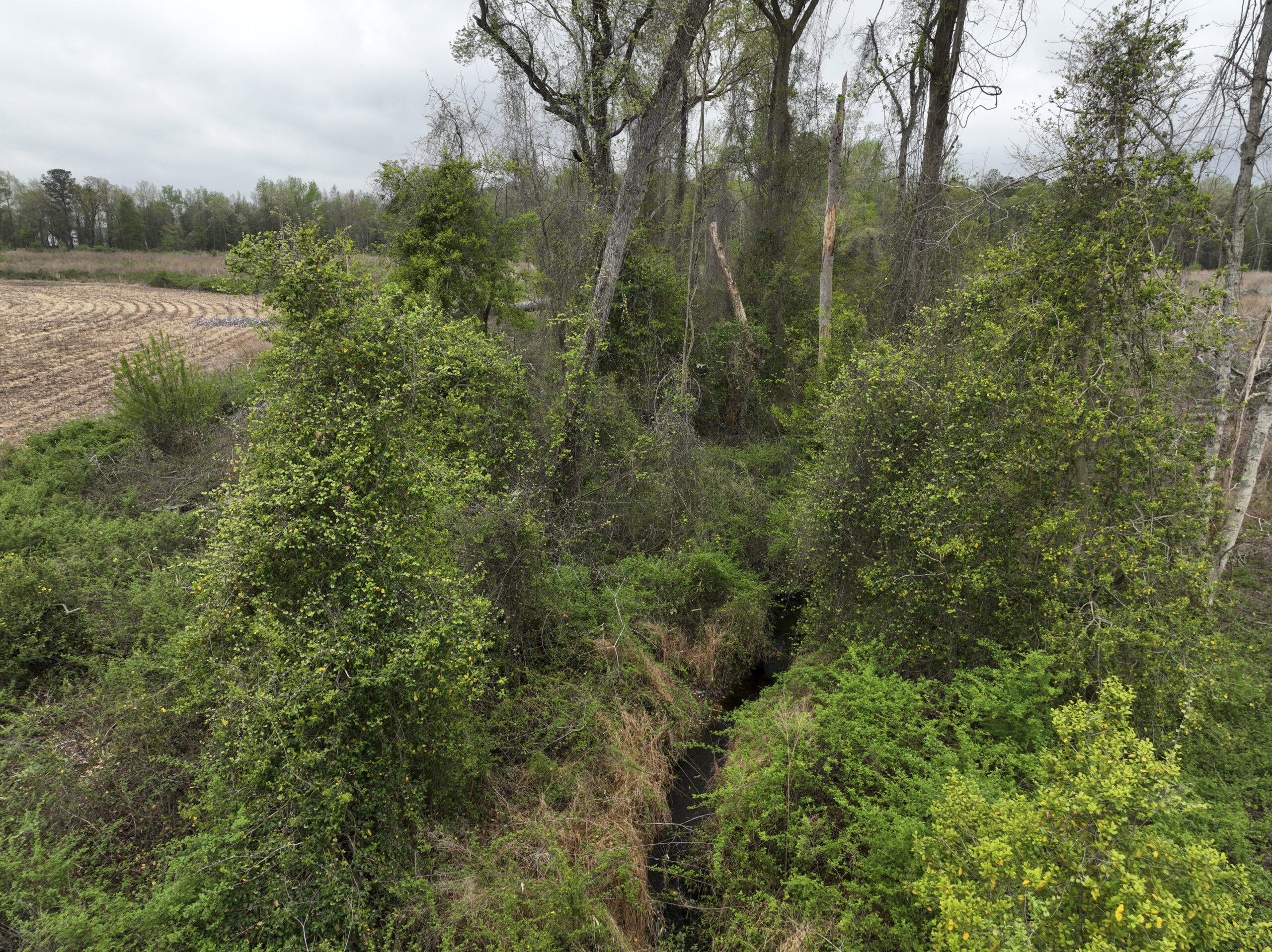 Aerial image of buffer ditch Acorn Mitigation Site in the Neuse river basin in North Carolina for Eco Terra