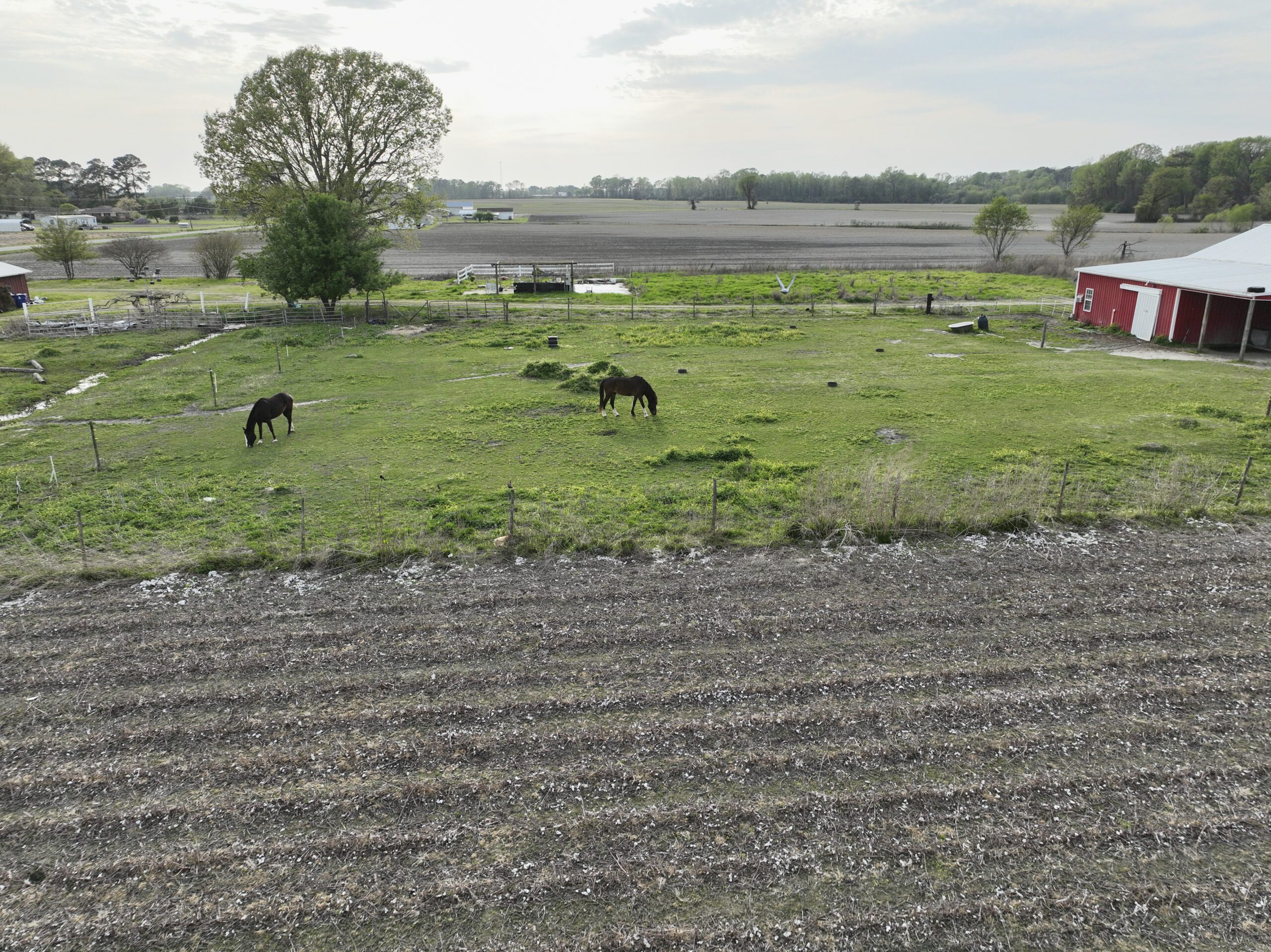 Aerial image of horses at Horseshoe Mitigation Site in the Neuse river basin in North Carolina for Eco Terra