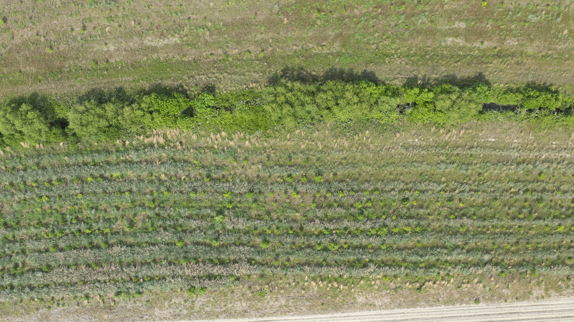 Close up drone shot of our buffer at Maple Swamp Buffer Mitigation Site in the Tar-Pamlico river basin in Edgecombe County, North Carolina by Eco Terra - Cover Photo