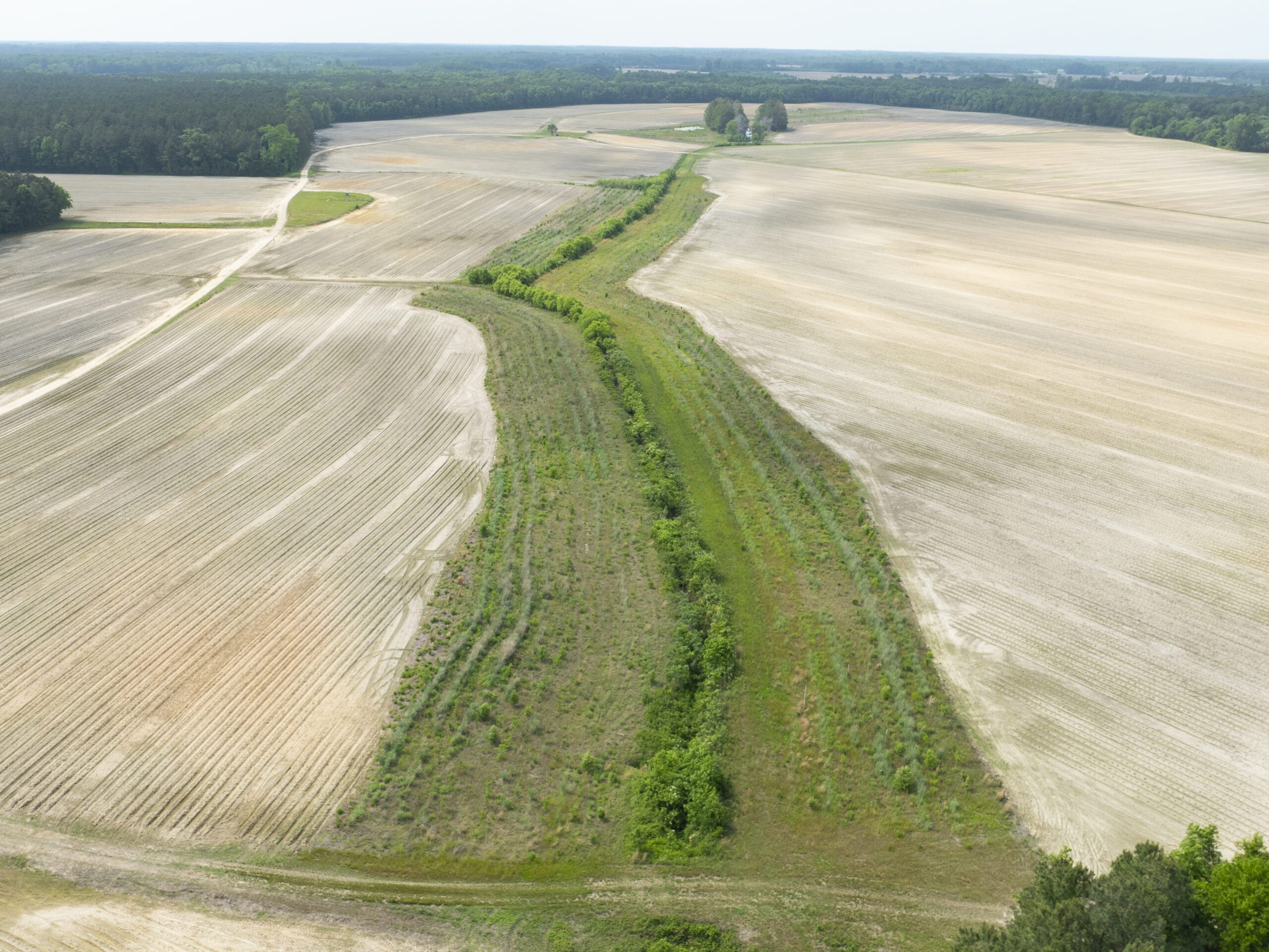 Overview drone shot of Maple Swamp Buffer Mitigation Site in the Tar-Pamlico river basin in Edgecombe County, North Carolina by Eco Terra - Featured Photo