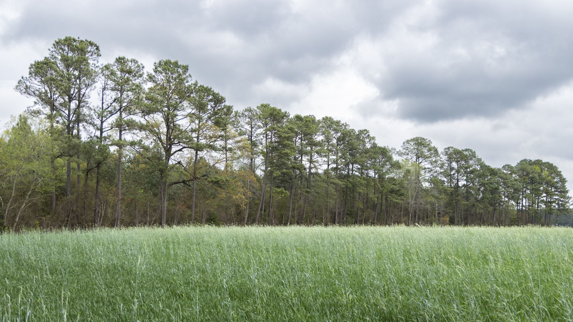 On the ground shot of gray clouds, pine trees and hay at Bridgers Mitigation Site in the Neuse river basin in Wayne, North Carolina by Eco Terra - Cover Image