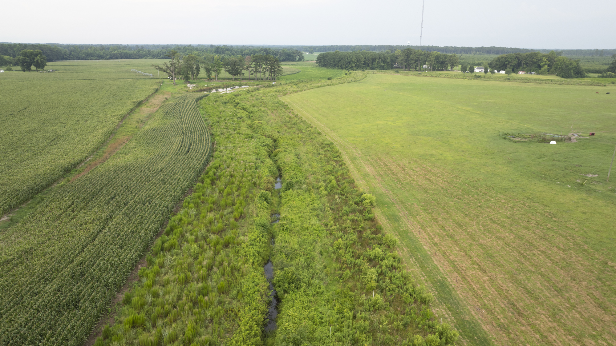 Drone shot of our buffer at our Kingfield Buffer Mitigation Site in the Neuse river basin in Jones County, North Carolina by Eco Terra - Cover Photo