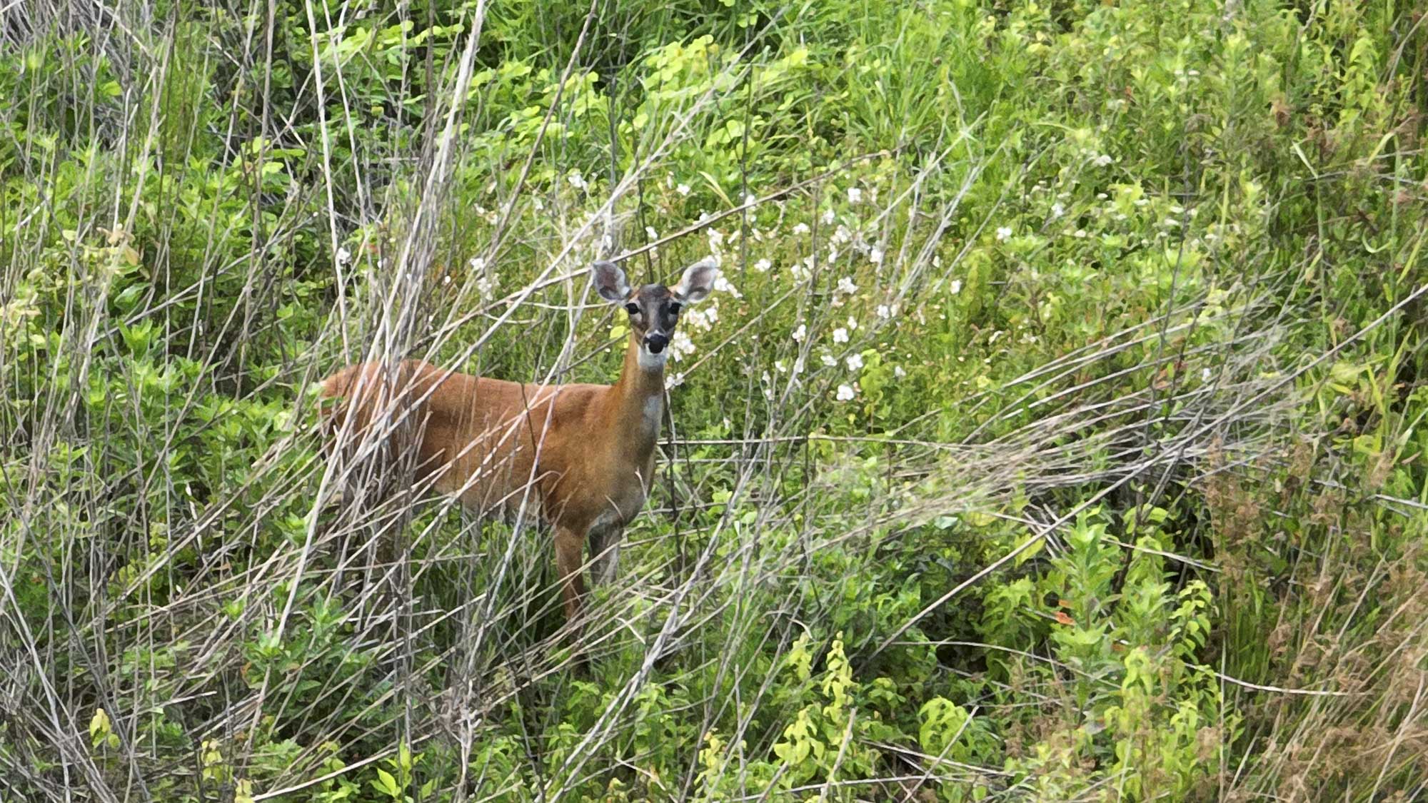 Deer captured at our Kingfield Buffer Mitigation Site in Jones County, North Carolina - Eco Terra