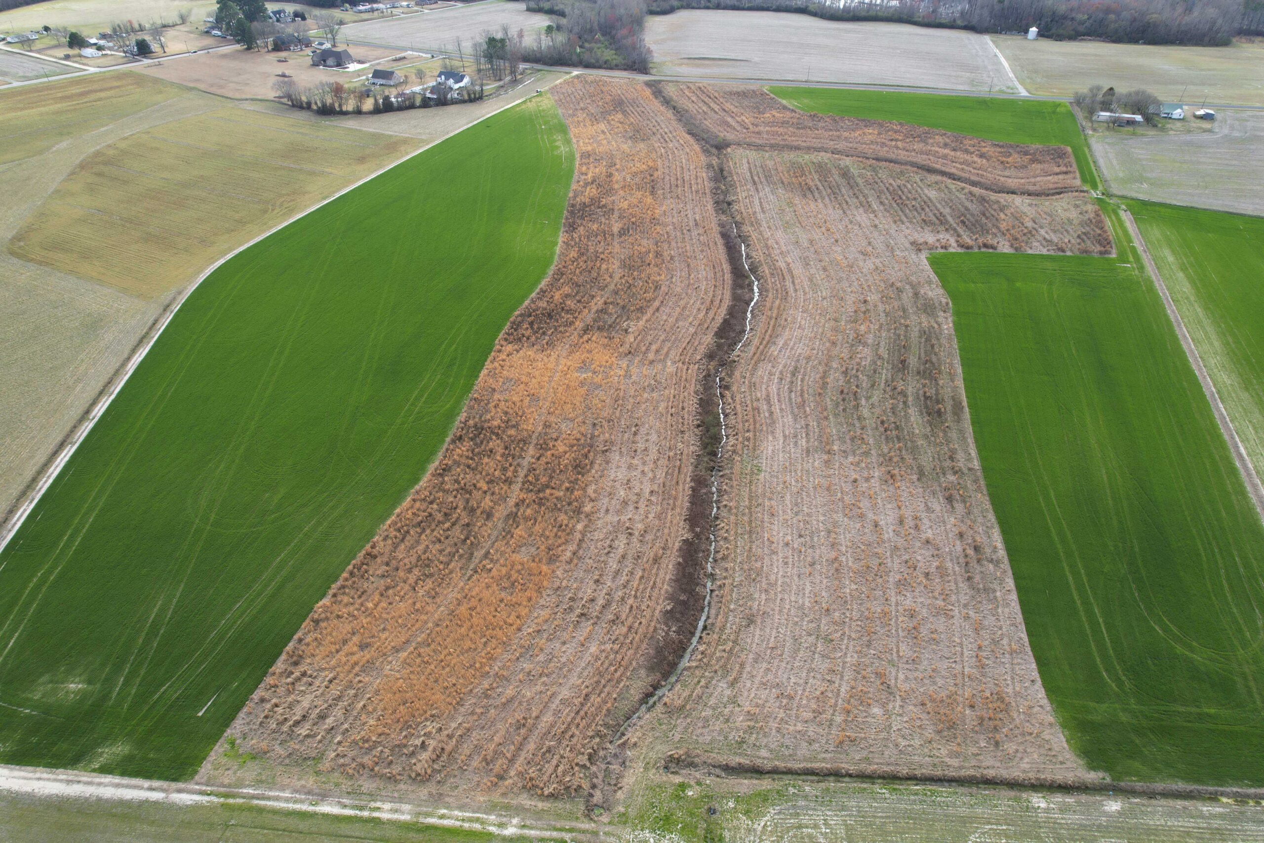 Drove overview image of Kittrell Nutrient and Buffer Mitigation Site in Pitt County, North Carolina - Eco Terra