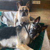 German shepherd and French bulldog (Mango and Maggie Galeano-Cox)